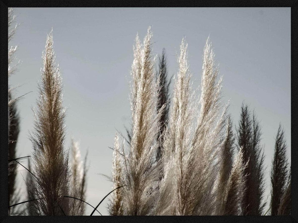 Pampas i græs plakat