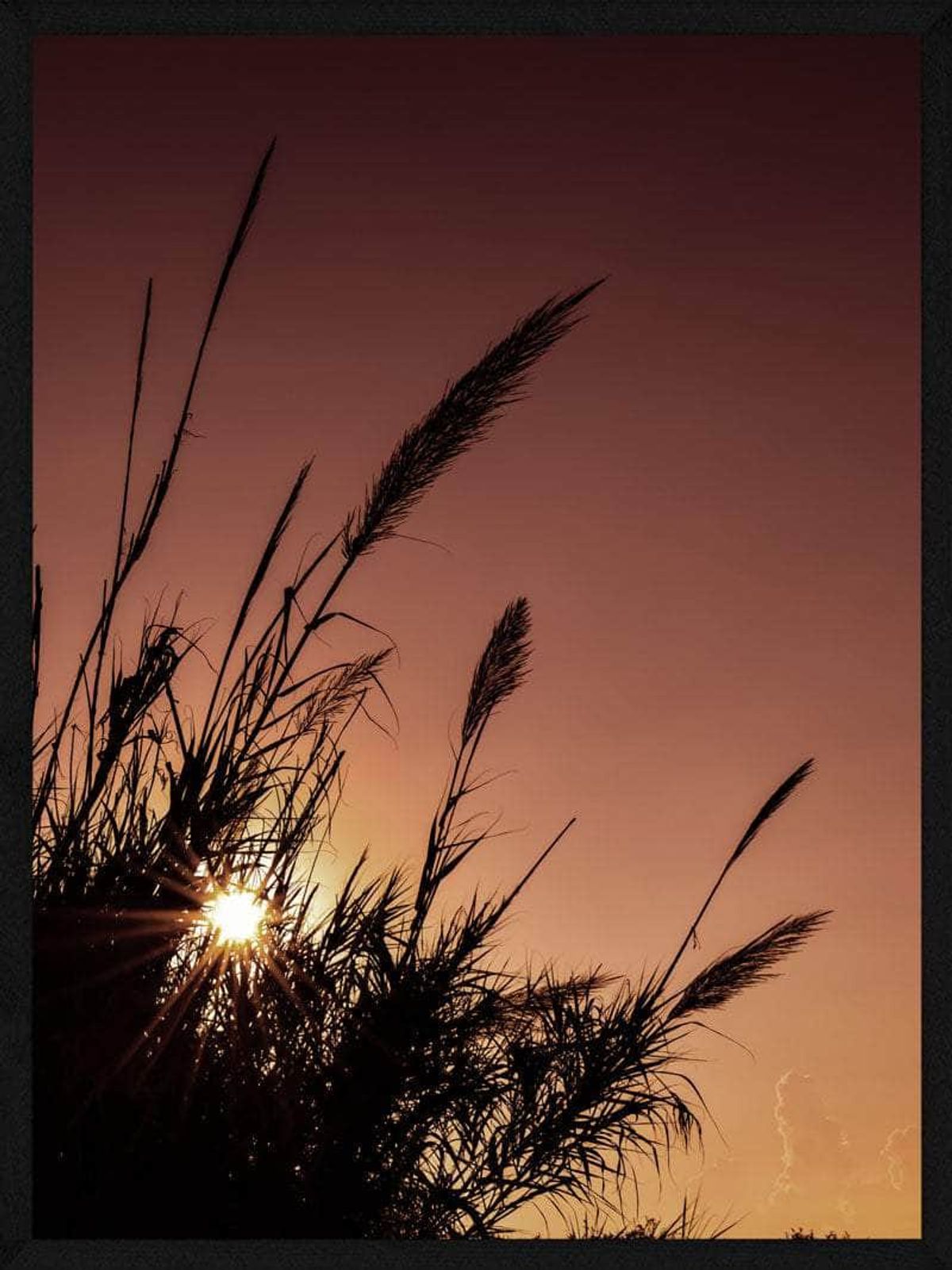 Pampas i rød himmel plakat