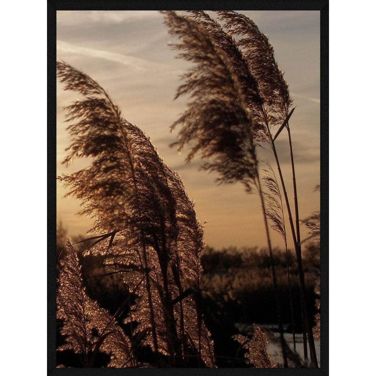 Pampas i solnedgang plakat