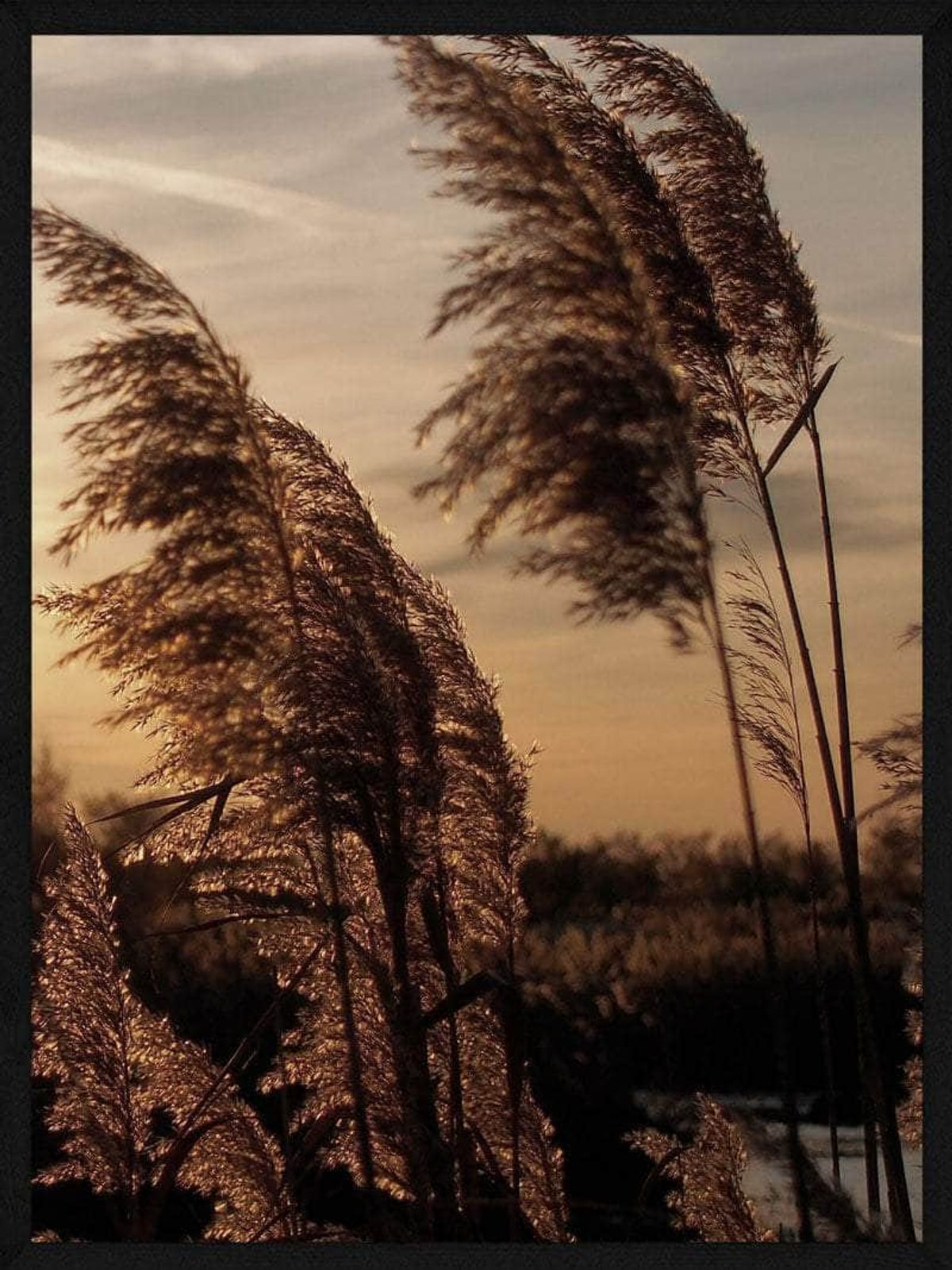 Pampas i solnedgang plakat