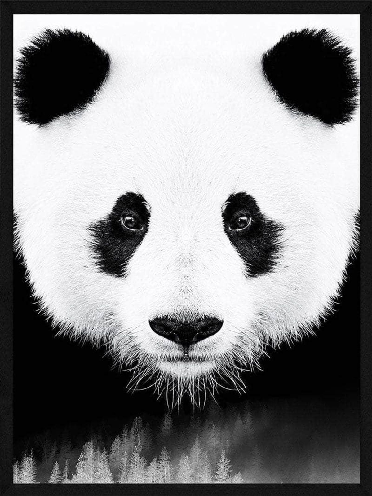 Panda plakat