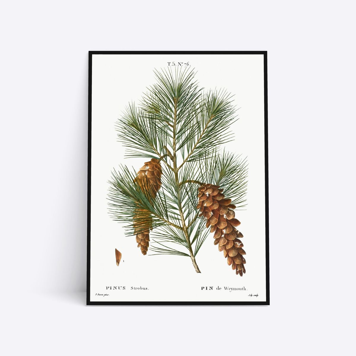 Pinus Strobus - 30x40 cm