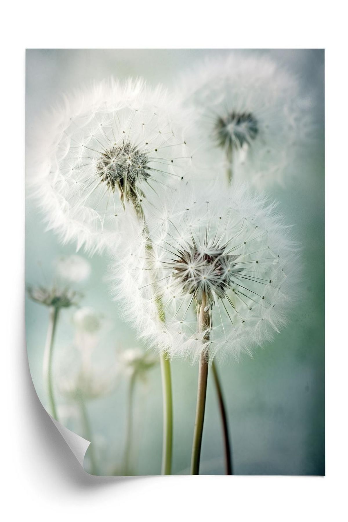 Plakat - Delikate vilde mælkebøtte blomster