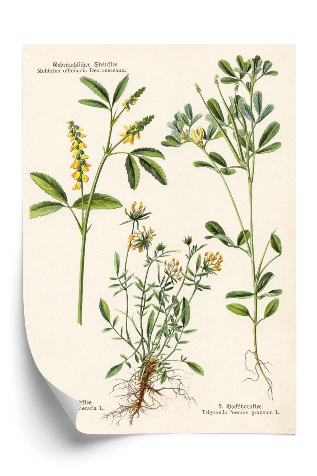 Plakat - Forskellige botaniske planter