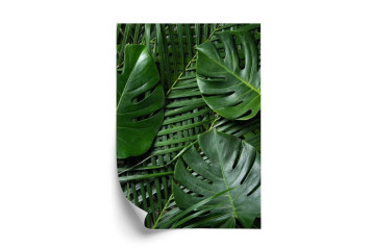 Plakat - Grøn monstera og palmeblade