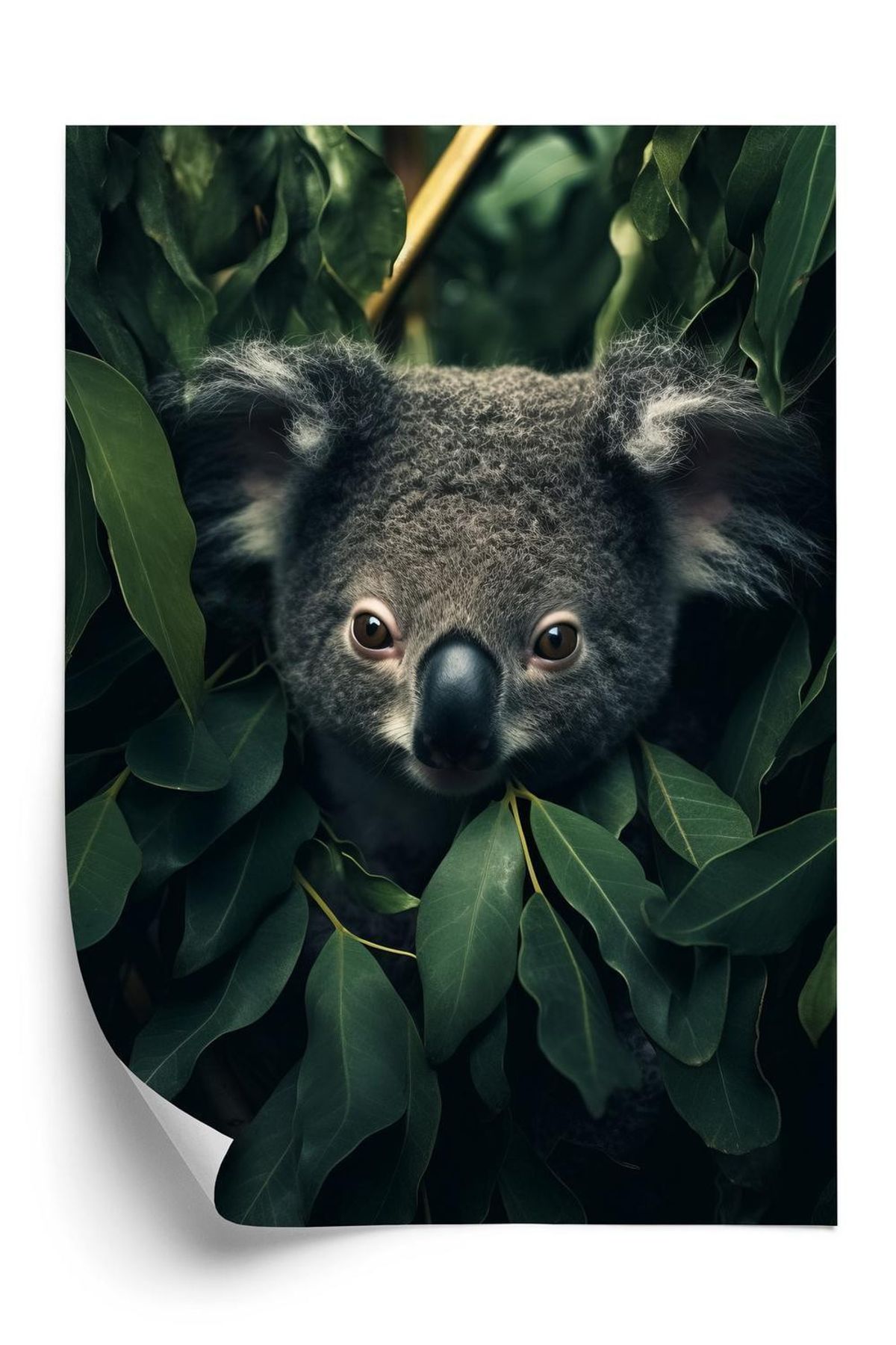 Plakat - Koala sidder i bladene