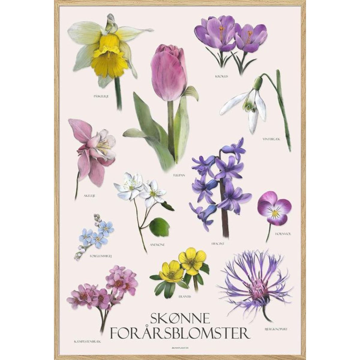 Plakat med forårsblomster - 12 håndtegnede blomster