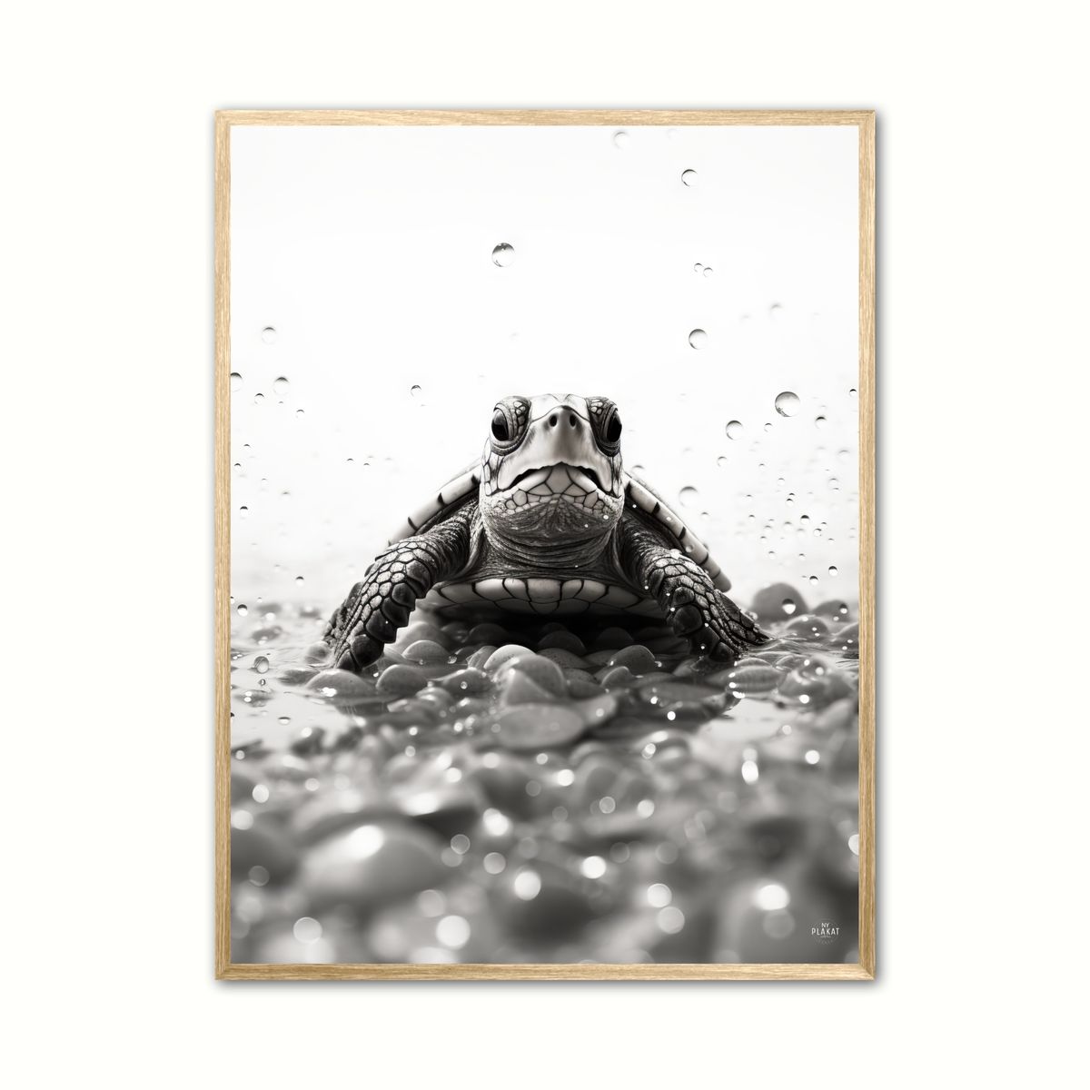 Plakat med Skildpadde Plakat 5 21 x 29,7 cm (A4)