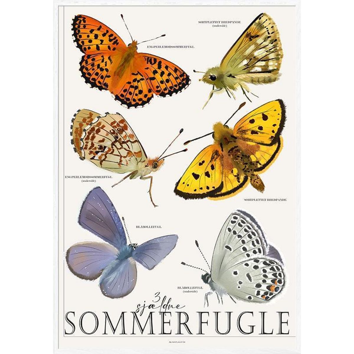 Plakat med sommerfugle - 3 sjældne og truede arter