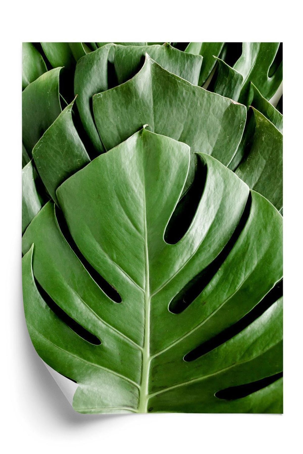 Plakat - Monstera palmeblade