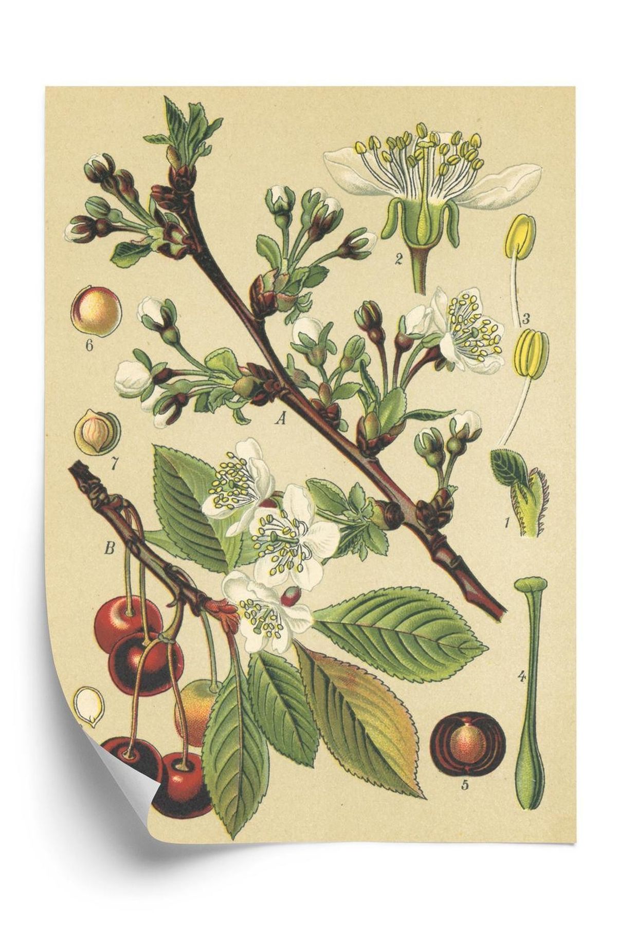 Plakat - Vintage botanisk illustration af kirsebærblomster