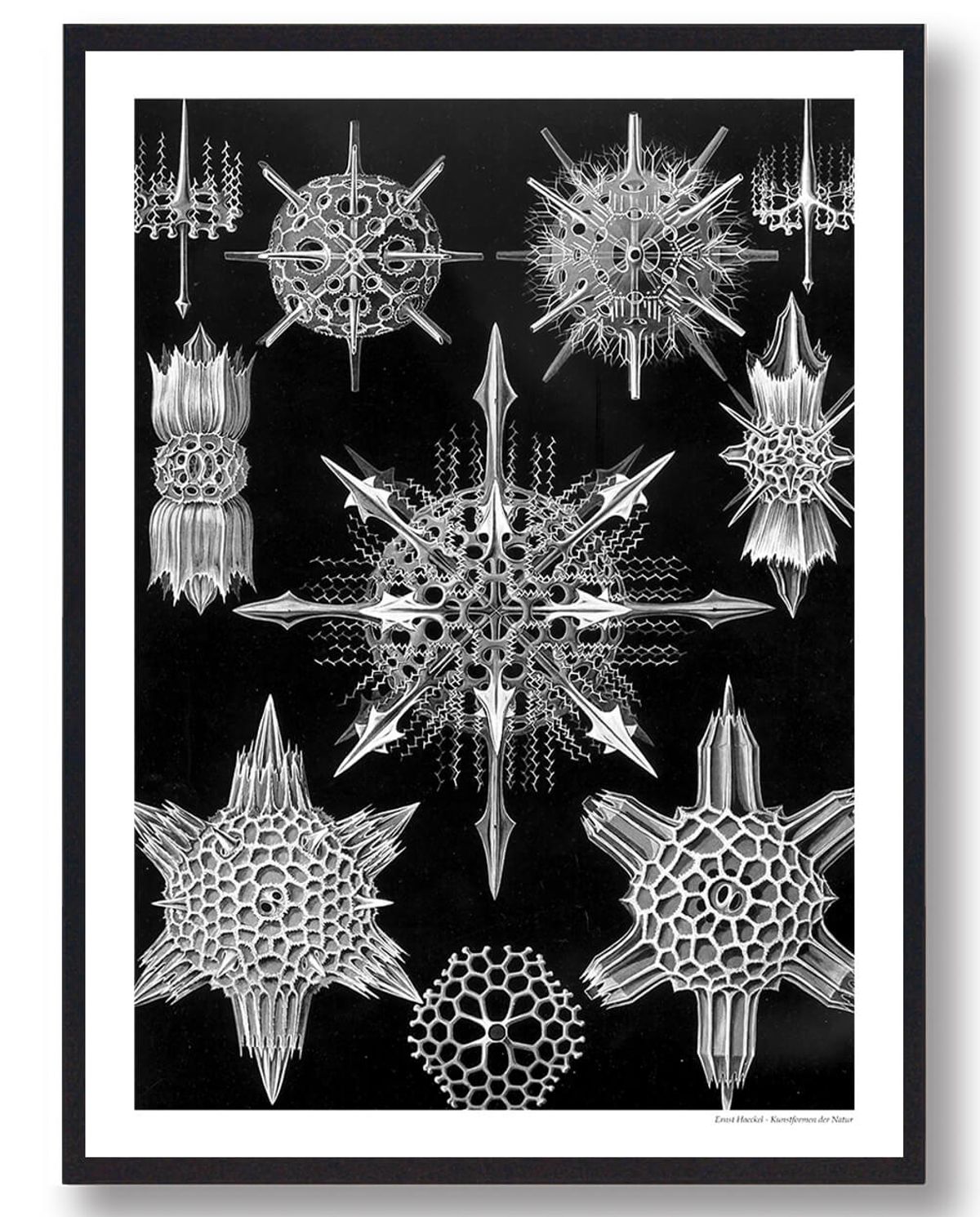 Plankton - plakat (Størrelse: L - 50x70cm (B2))