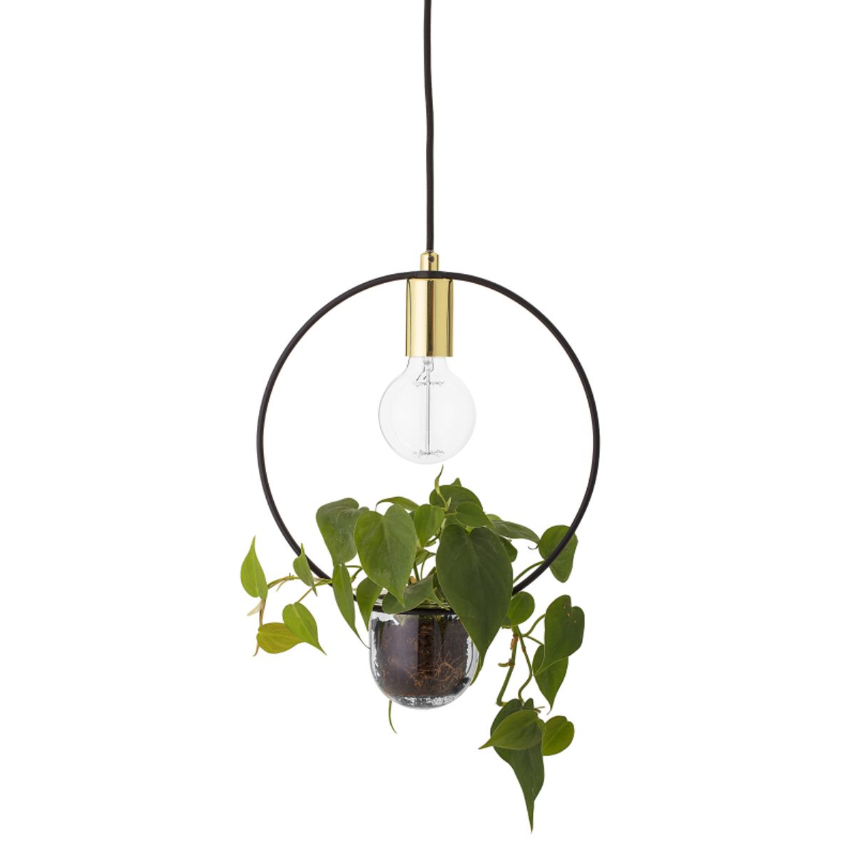 Plante Loftlampe - Cirkel