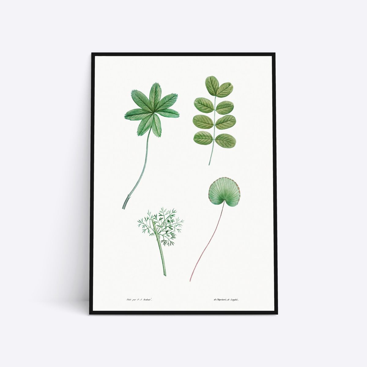 Plants - 30x40 cm