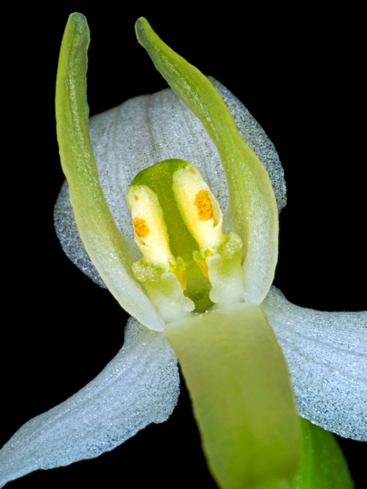 Platanthera Bifolia af Pauline Snoeijs