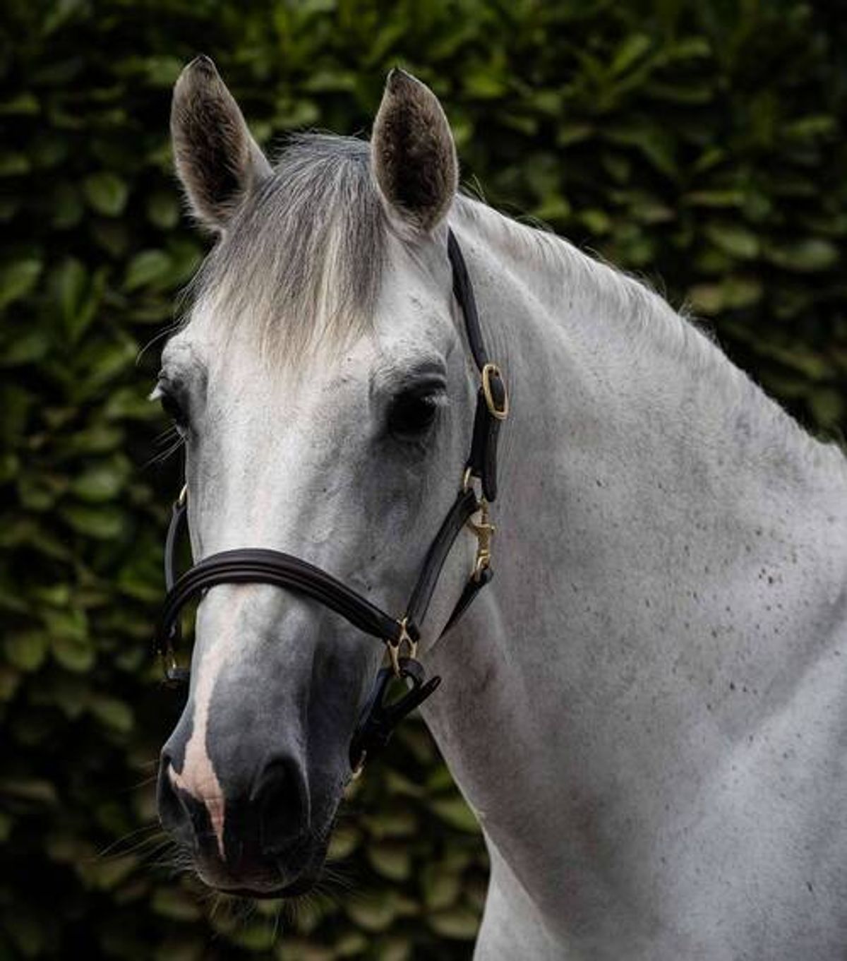 Premier Equine foret læder grime - Brun, XFull