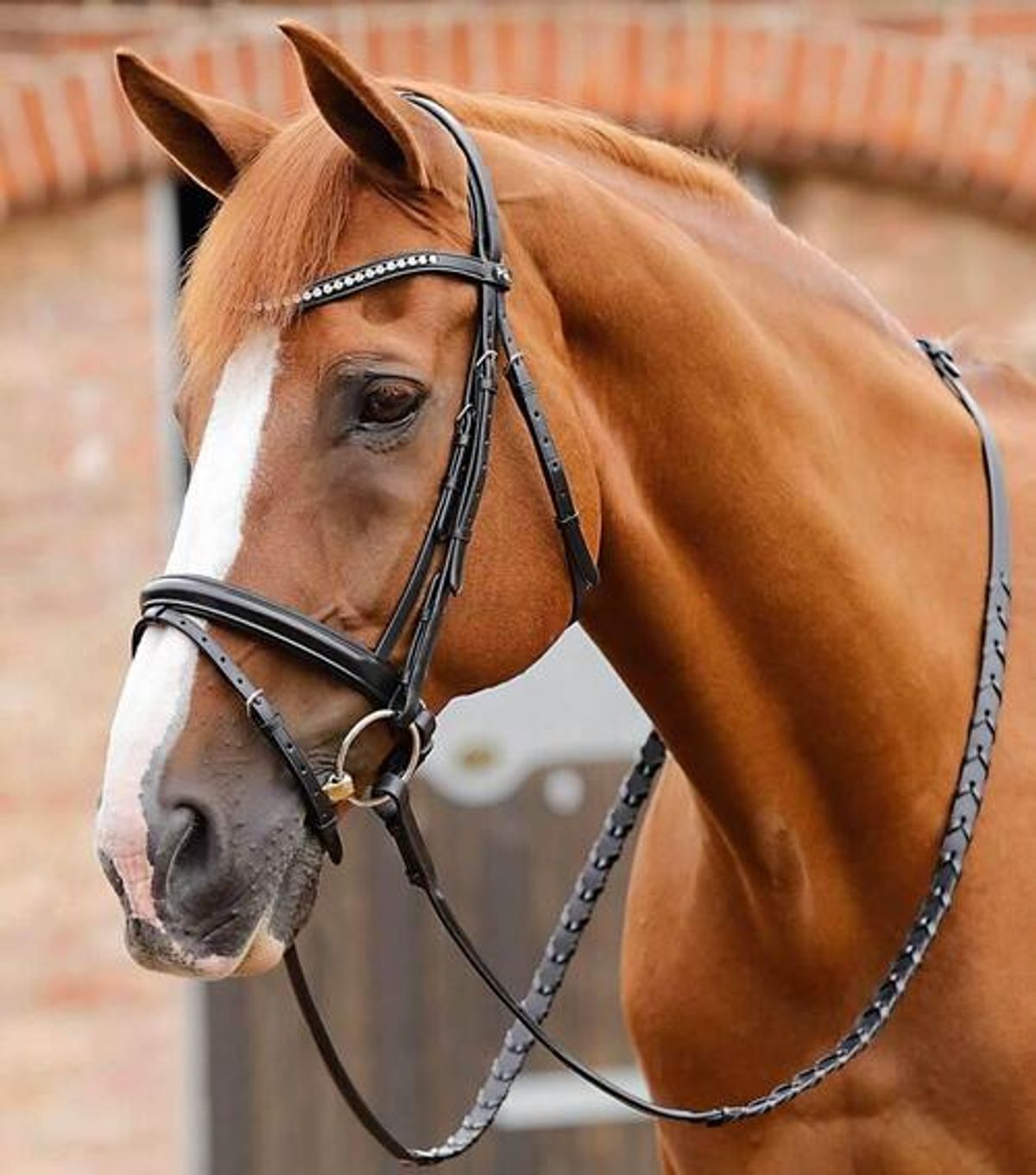 Premier Equine trense - Bellissima