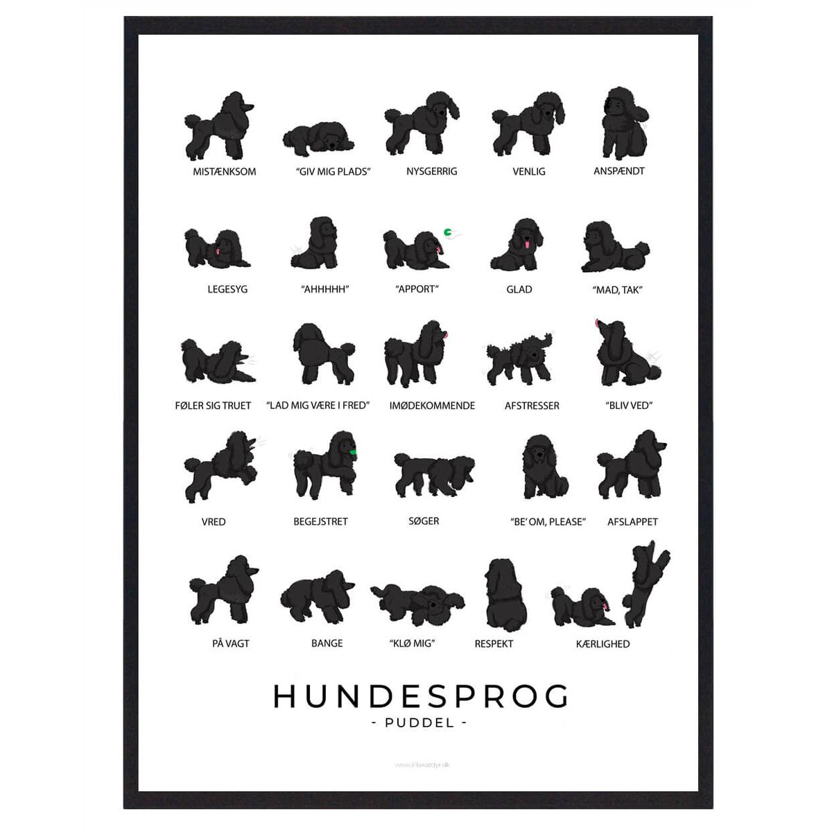 Puddel sort plakat - Hundesprog (Størrelse: L - 50x70cm (B2))