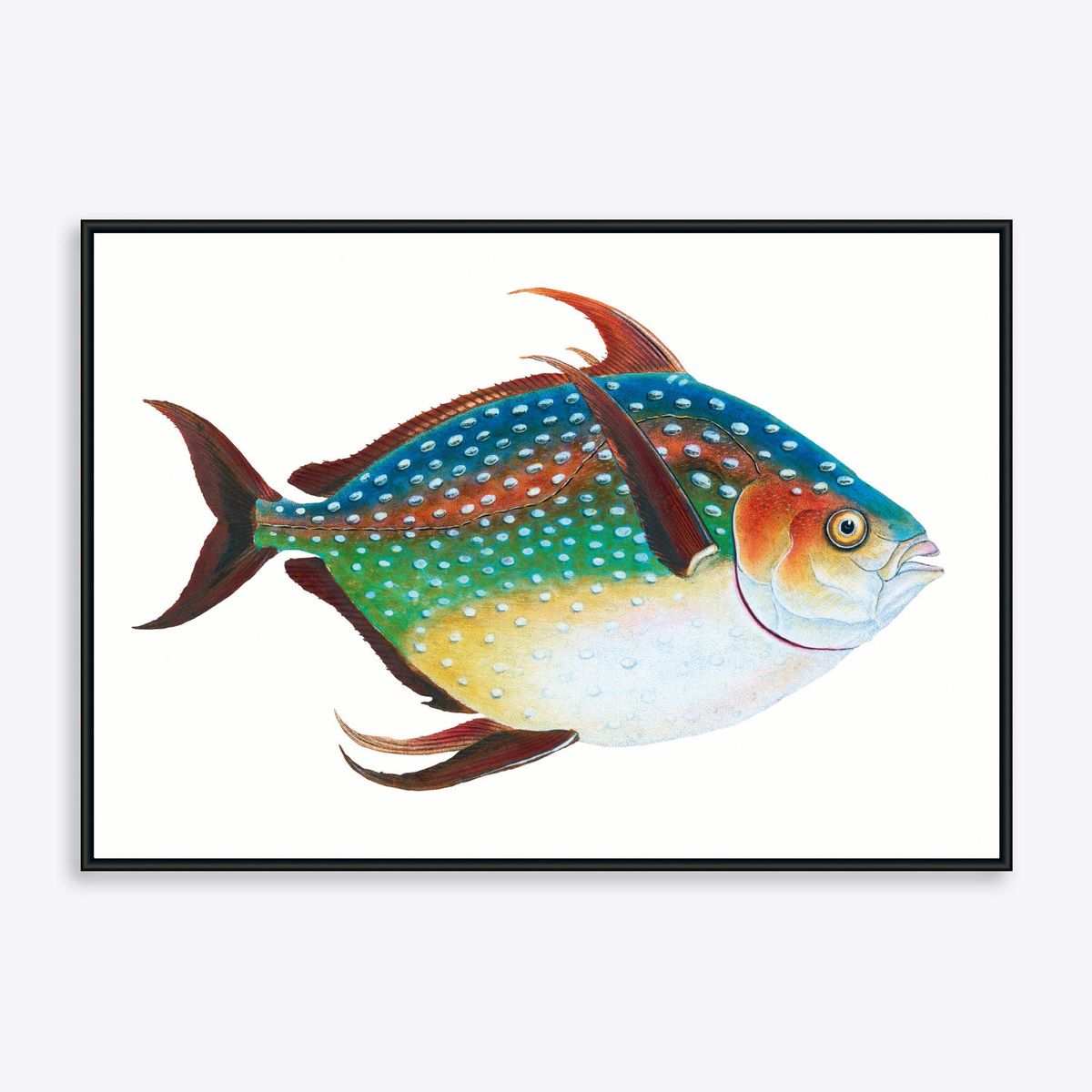 Rainbow Fish - 21x30 cm