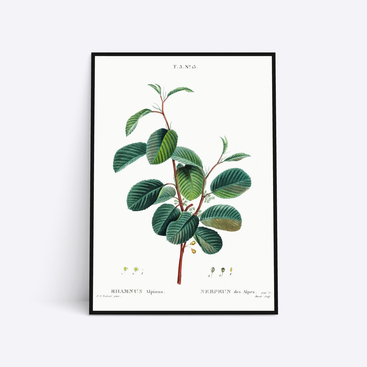 Rhamnus Alpinus - 30x40 cm