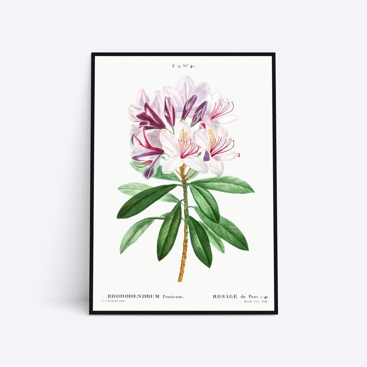 Rhododendrum Ponticum - 70x100 cm