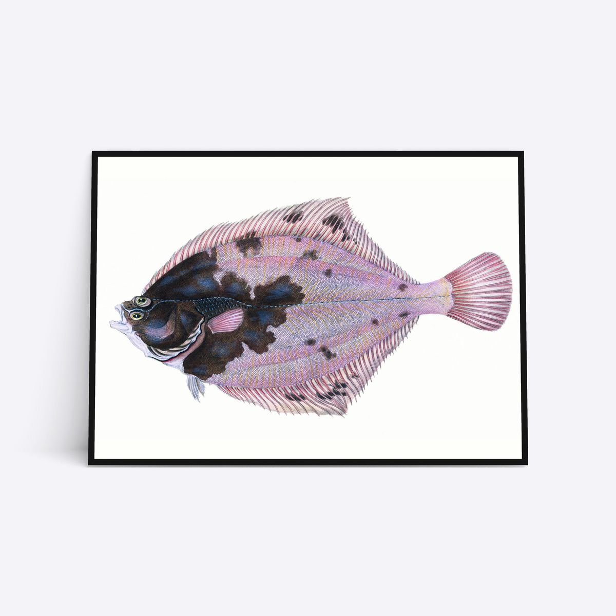 Rosa Flatfish - 21x30 cm