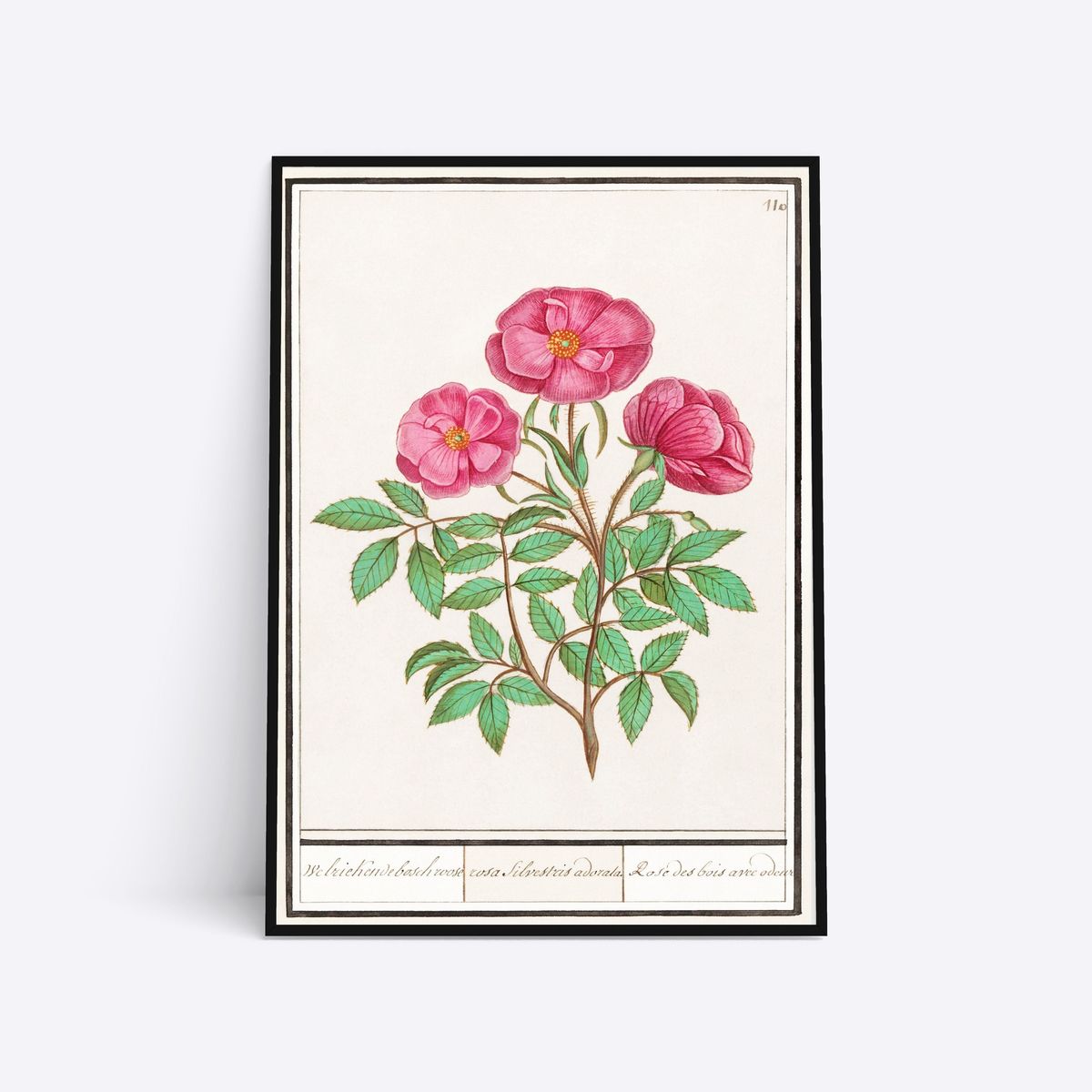 Rosa Silvestre - 30x40 cm