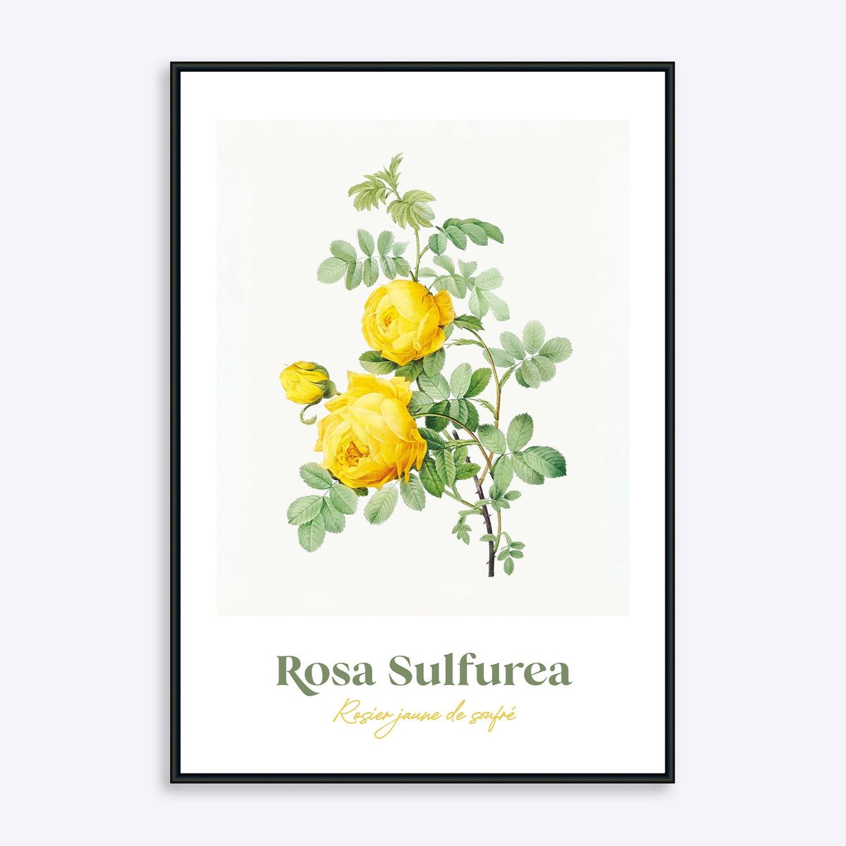 Rosa Sulfurea - 30x40 cm