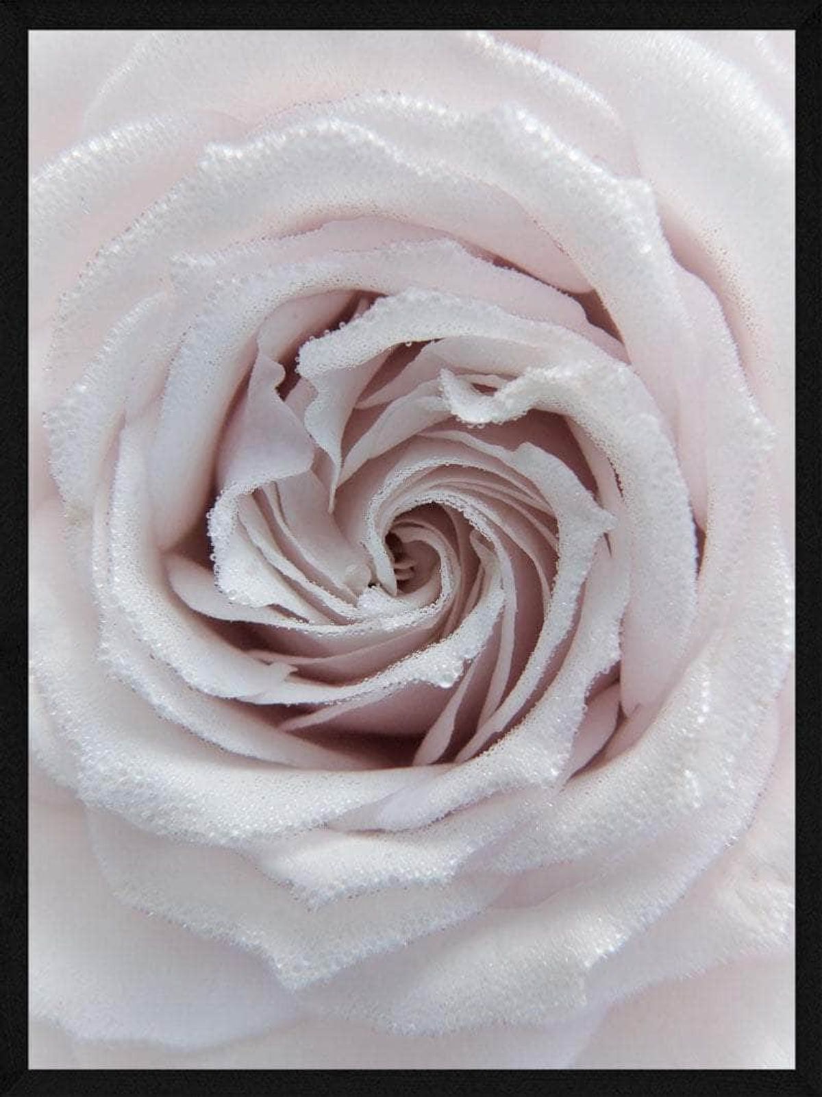 Rose closeup plakat