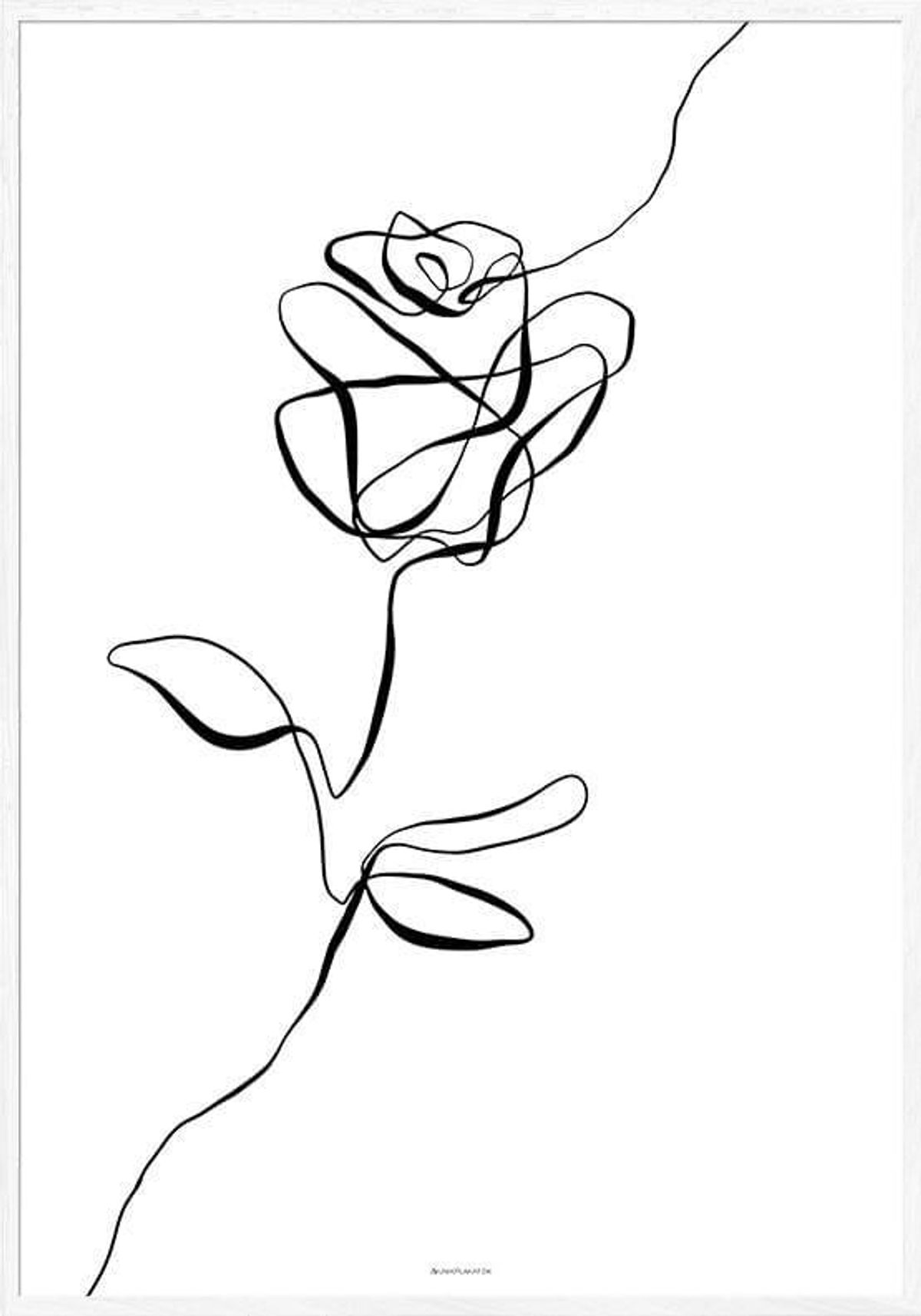 Rose - line art plakat