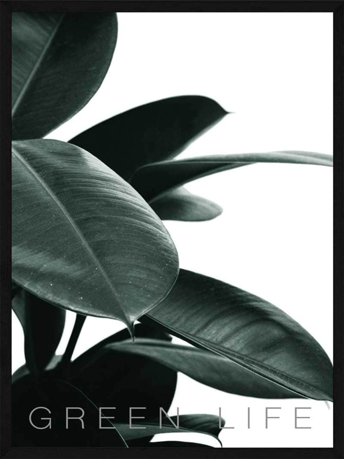 Rubber plant - Plakat