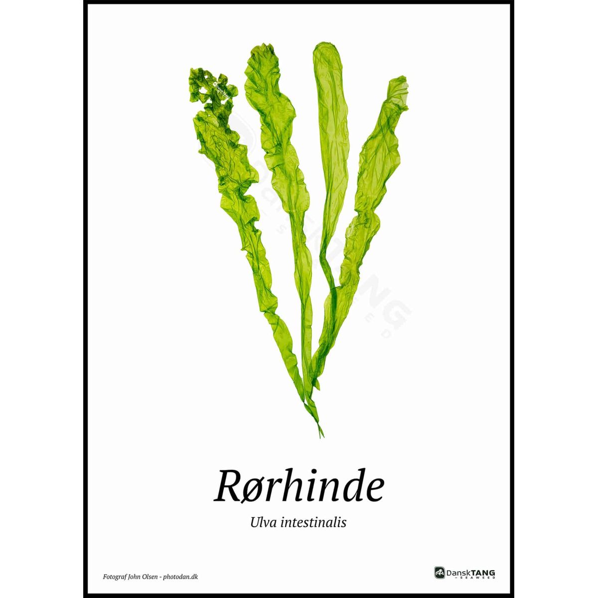 Rørhinde plakat