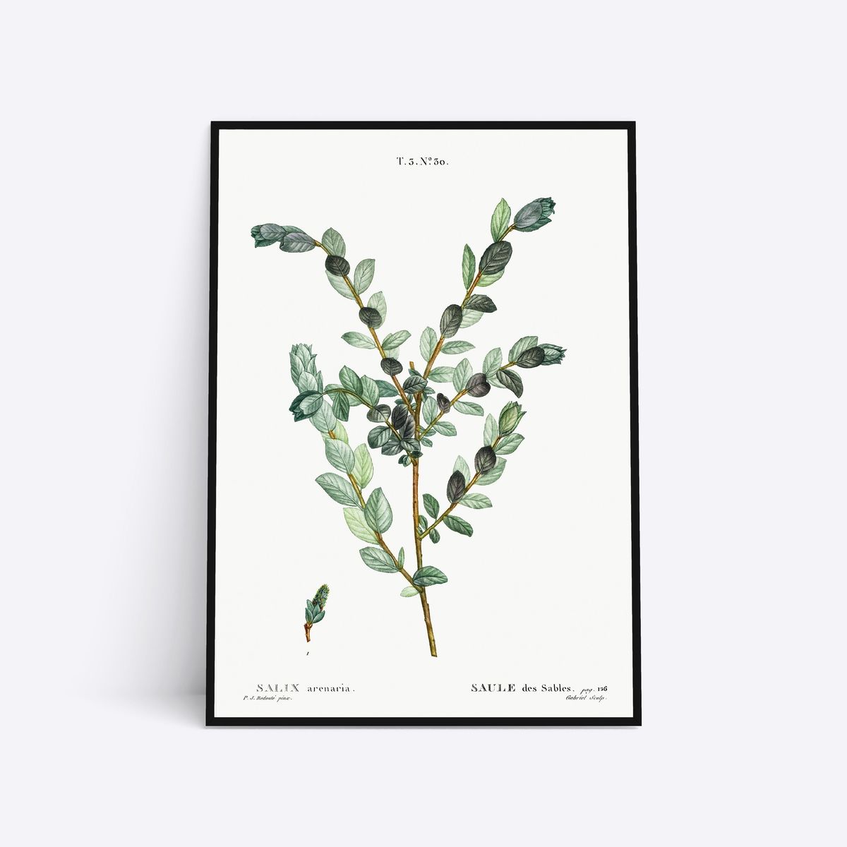 Salix Arenaria - 30x40 cm