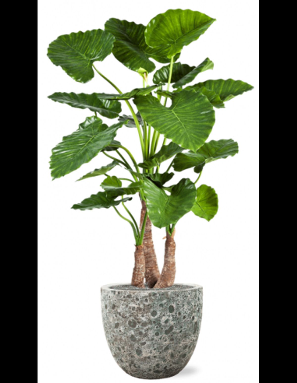 Sammenplantning med krukke og kunstig Alocasia Calidora plante H159 cm