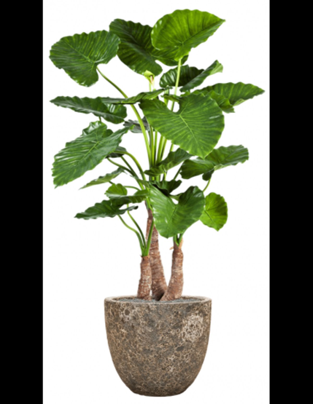 Sammenplantning med krukke og kunstig Alocasia Calidora plante H159 cm