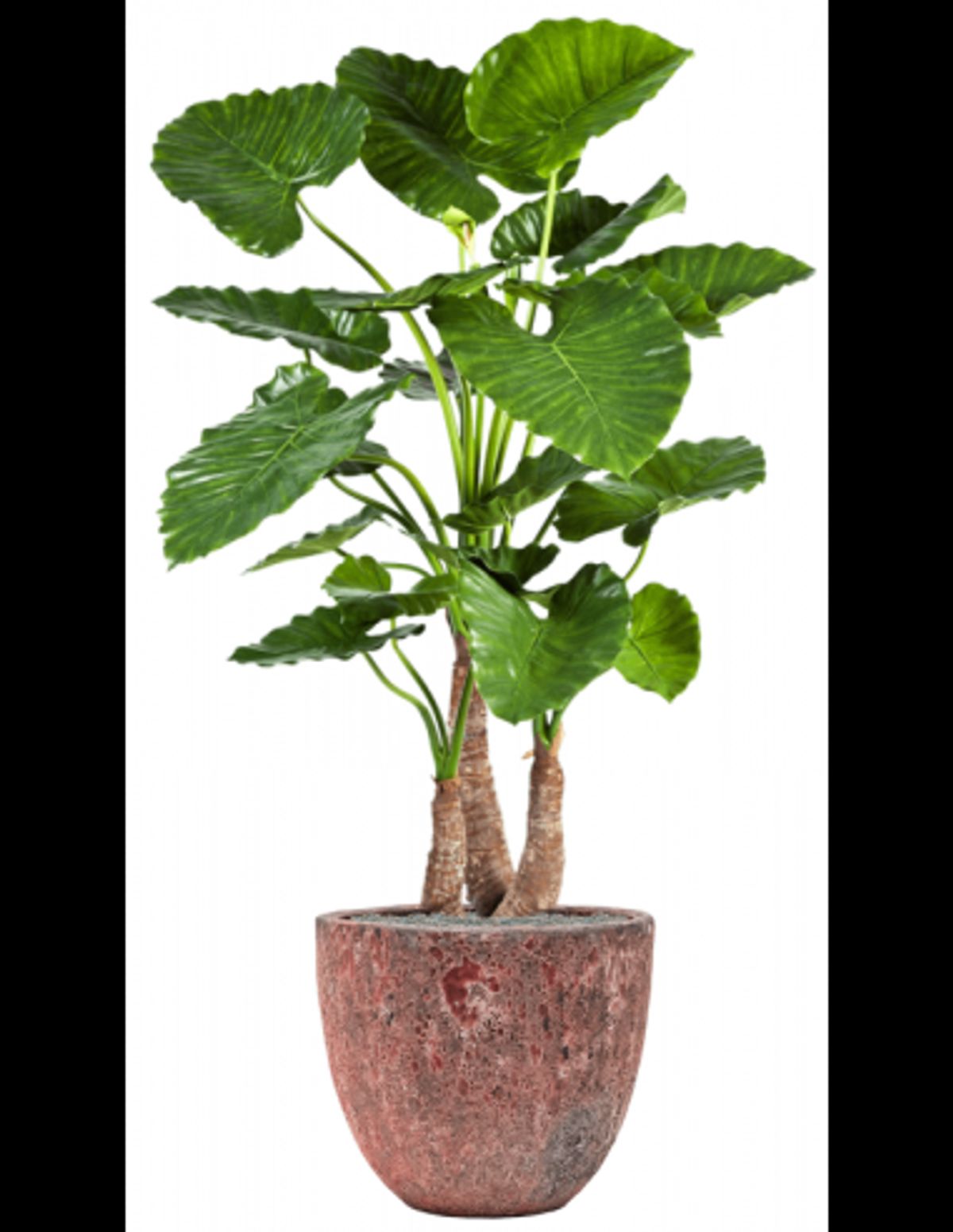 Sammenplantning med krukke og kunstig Alocasia Calidora plante H159 cm