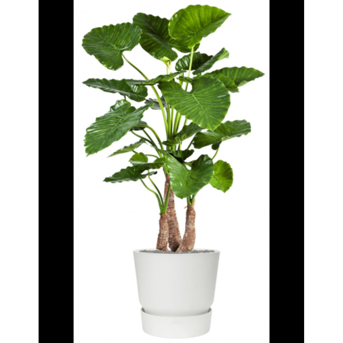 Sammenplantning med krukke og kunstig Alocasia Calidora plante H161 cm