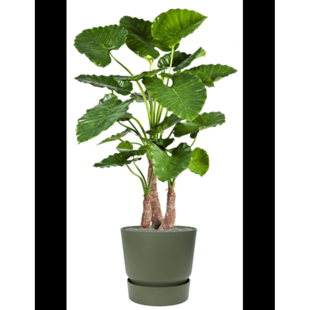 Sammenplantning med krukke og kunstig Alocasia Calidora plante H161 cm