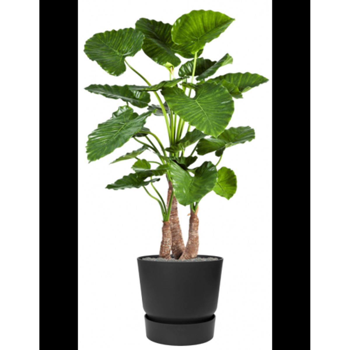 Sammenplantning med krukke og kunstig Alocasia Calidora plante H161 cm