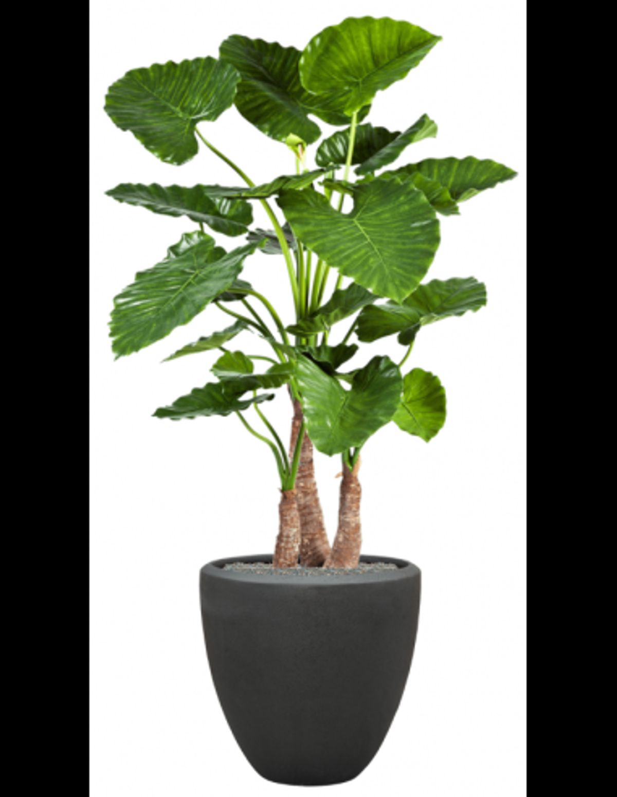 Sammenplantning med krukke og kunstig Alocasia Calidora plante H167 cm