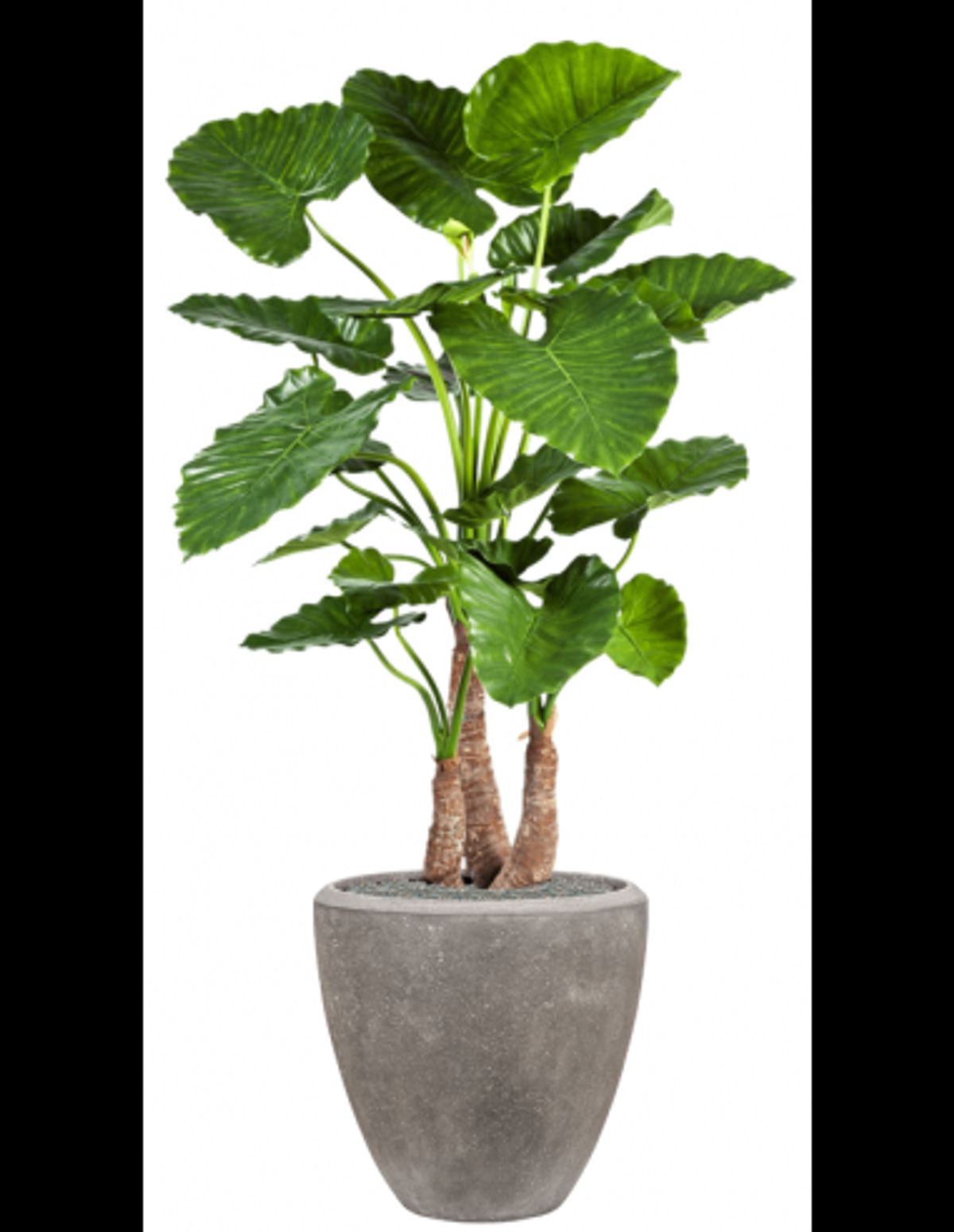 Sammenplantning med krukke og kunstig Alocasia Calidora plante H167 cm