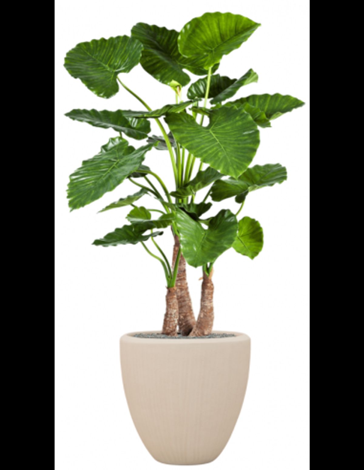 Sammenplantning med krukke og kunstig Alocasia Calidora plante H167 cm