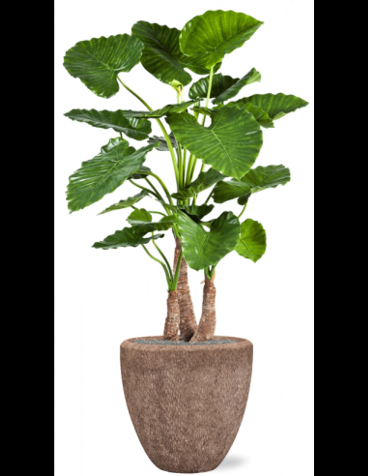 Sammenplantning med krukke og kunstig Alocasia Calidora plante H167 cm