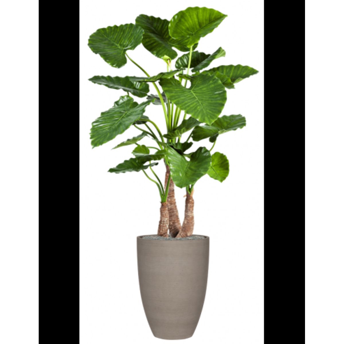 Sammenplantning med krukke og kunstig Alocasia Calidora plante H173 cm