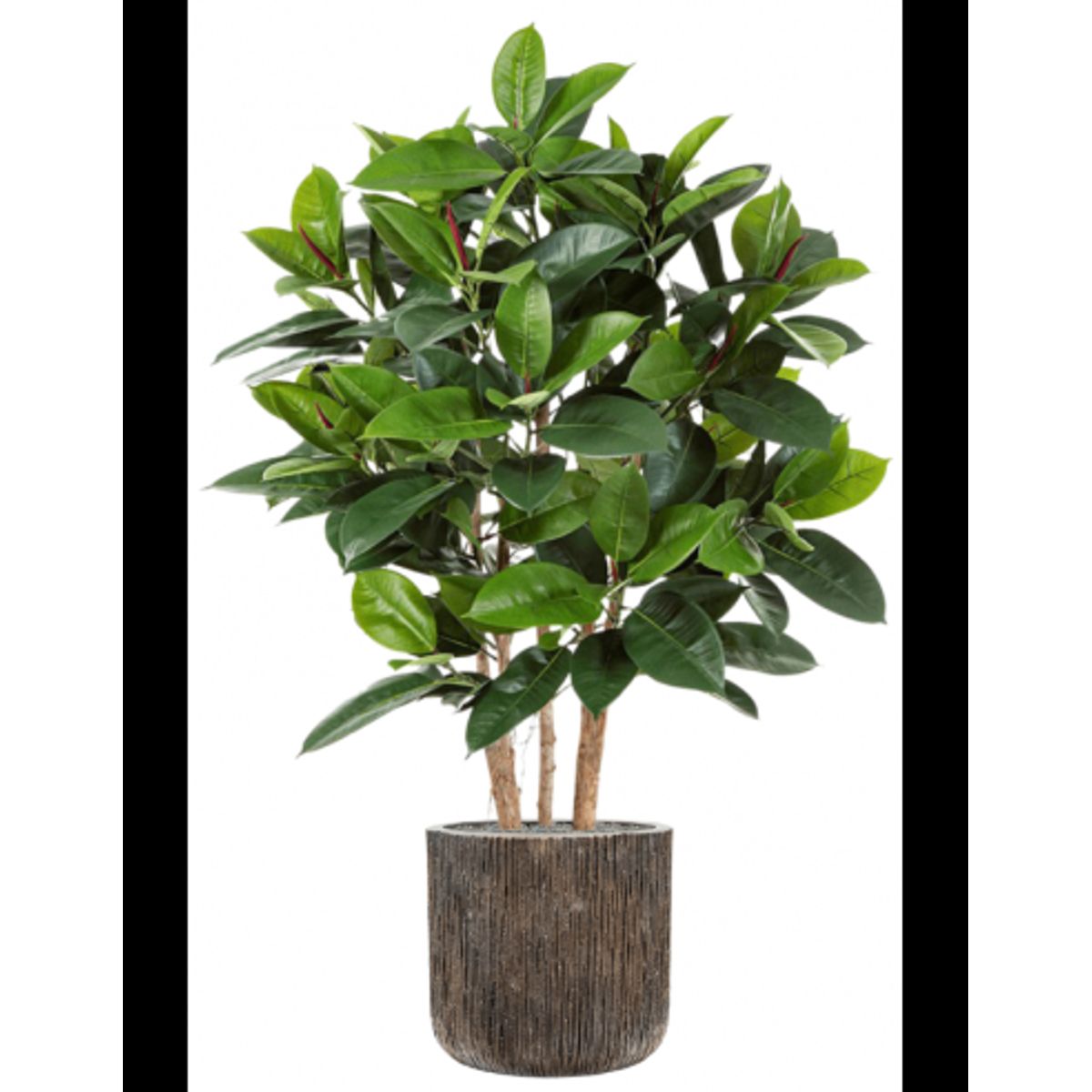 Sammenplantning med krukke og kunstig Ficus Elastica plante H156 cm