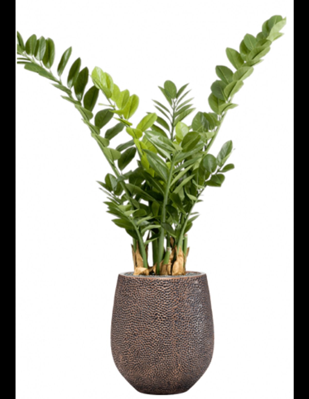 Sammenplantning med krukke og kunstig Zamioculcas plante H128 cm