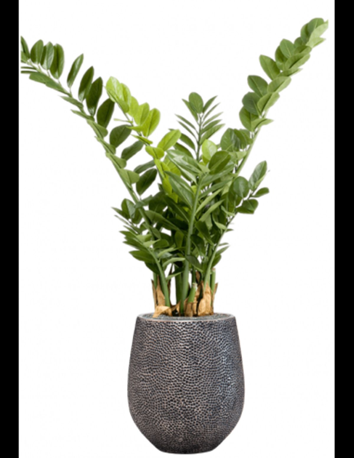 Sammenplantning med krukke og kunstig Zamioculcas plante H128 cm