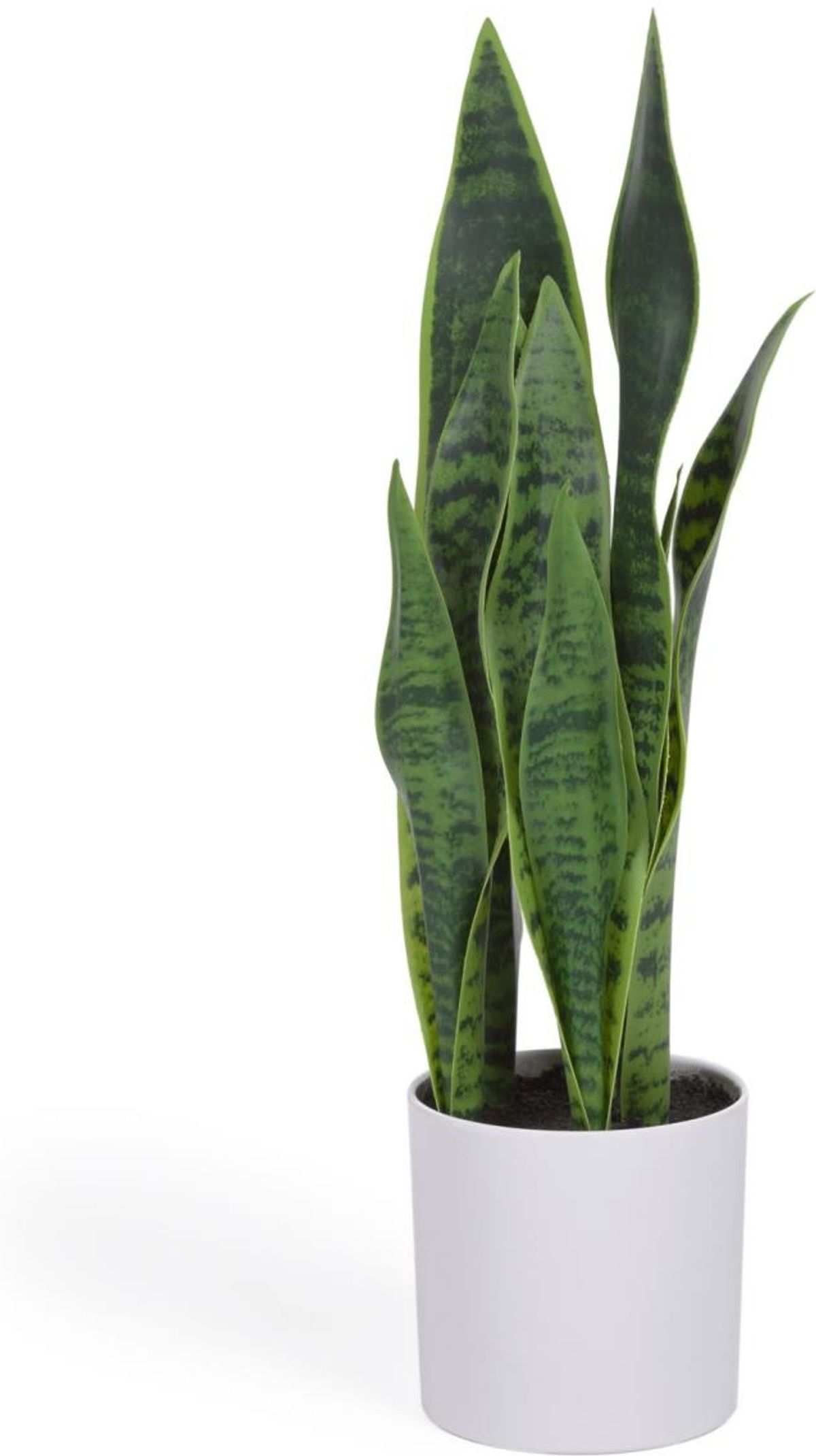 Sansevieria, Kunstig plante, hvid, H55x18x19 cm