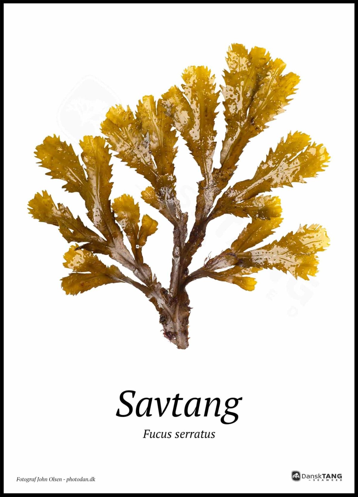 Savtang plakat