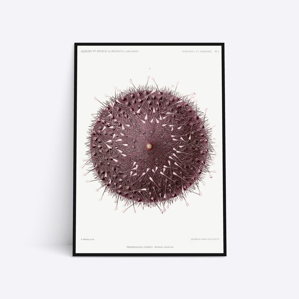 Sea Urchin - 50x70 cm